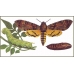Asian Deathshead Hawkmoth Acherontia styx Pupae